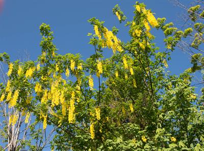 Laburnum anagyroide