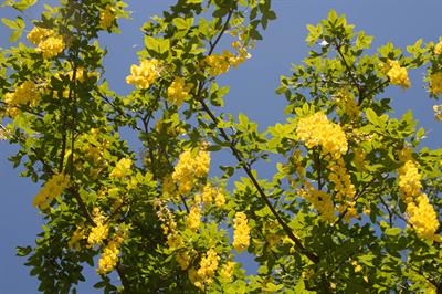 Laburnum anagyroides - درخت پروانه