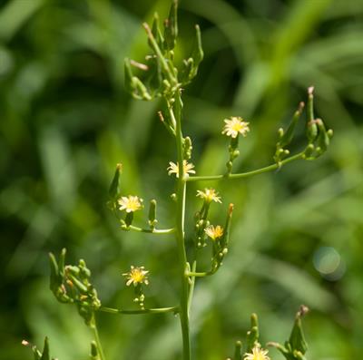 Lactuca canadensis