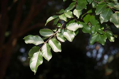 Lagerstroemia ⨉ ‘Nat