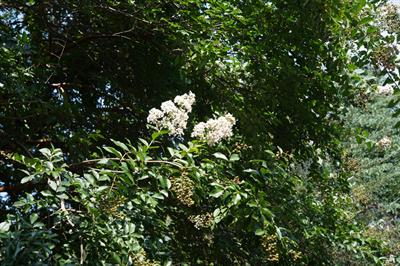 Lagerstroemia ⨉ ‘Nat - درختچه توری