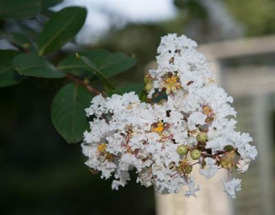 Lagerstroemia indic - شاه‌پسند درختی (کرت میرتل)