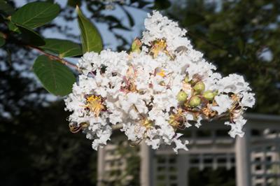 White Crape Myrtle