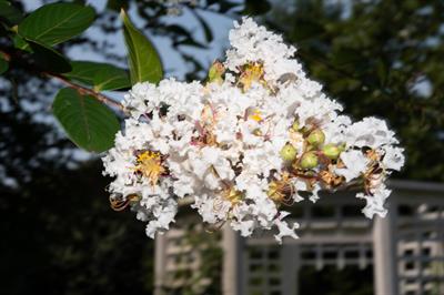 White crape myrtle
