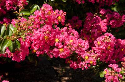 Lagerstroemia indica - درختچه توری
