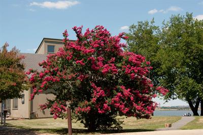 Lagerstroemia indic