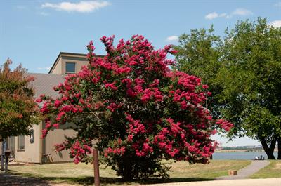 Lagerstroemia indica - درختچه توری