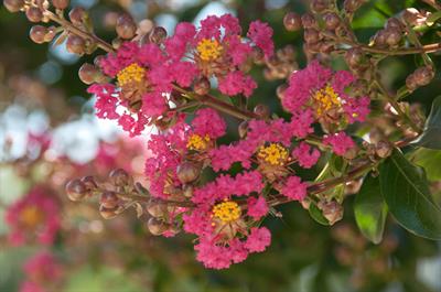 Lagerstroemia indica