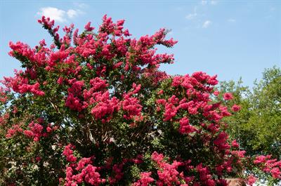 Lagerstroemia indic