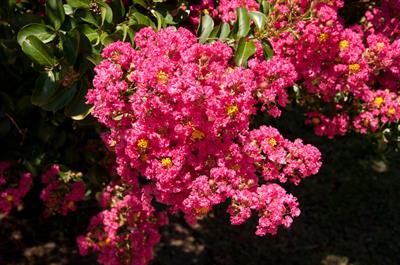 Lagerstroemia indic - شاه‌پسند درختی (کرت میرتل)