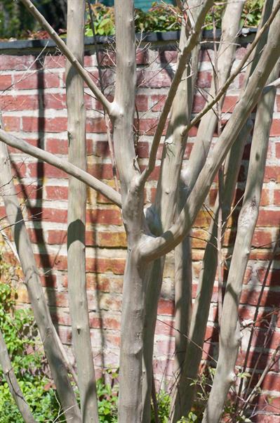 Lagerstroemia indic - شاه‌پسند درختی (کرت میرتل)