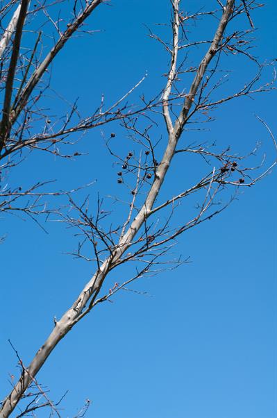 شاه‌پسند درختی (کرت میرتل)