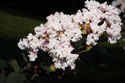 Lagerstroemia indic
