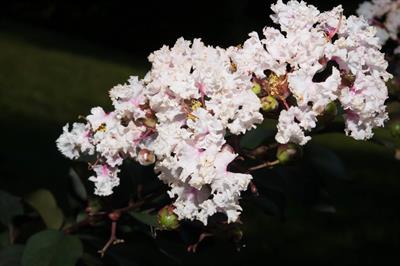 Lagerstroemia indica - درختچه توری