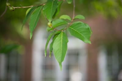 Lagerstromia faumei
