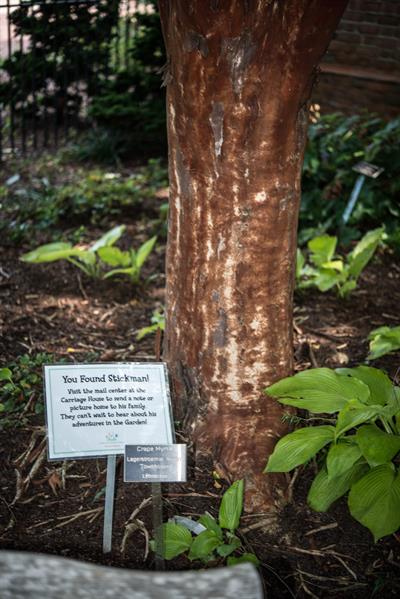 نوعی درختچه توری