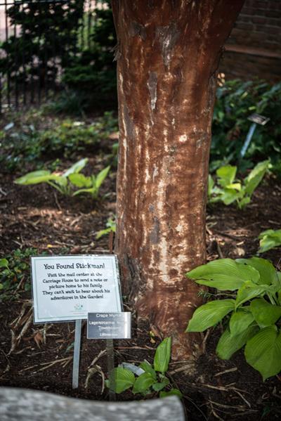 شاه‌پسند ژاپنی