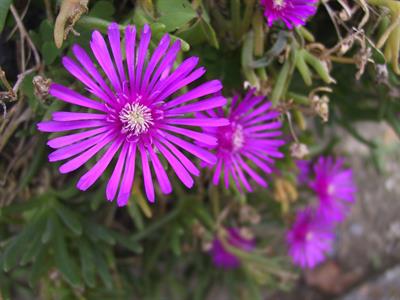 Lampranthus