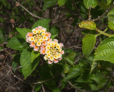 Lantana camara - شاهپسند درختی