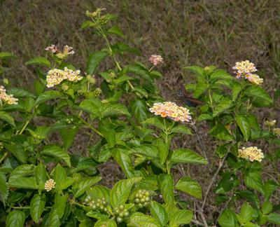 Lantana camara - شاهپسند درختی