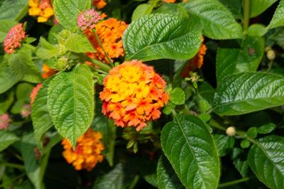 Lantana camara