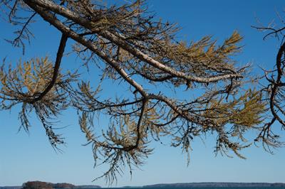 American Larch