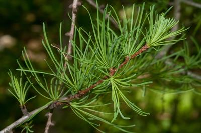 Larix laricina - لاریکس آمریکایی (تاماراک)