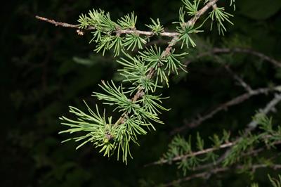 Larix laricina