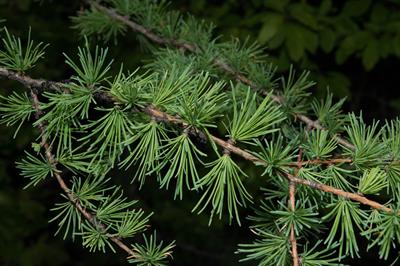 Tamarack Trees