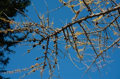 Larch