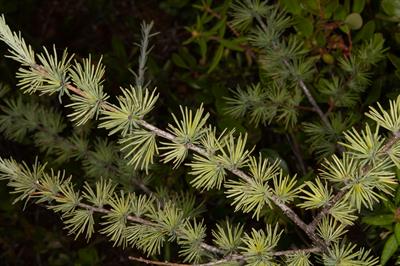 لاریکس آمریکایی (تاماراک)