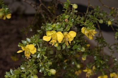 Larrea tridentata - بوته کریوزوت
