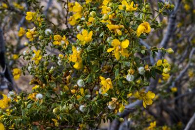 Creosote Bush