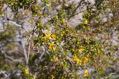 Larrea tridentata - بوته کریوزوت