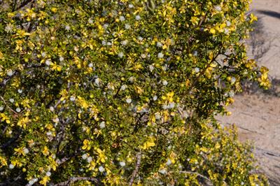 Creosote Bush