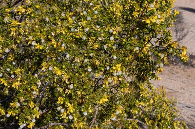 Larrea tridentata - بوته کریوزوت