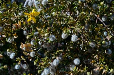 Larrea tridentata (DC.) Coville