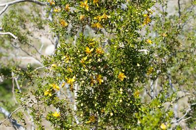 بوته کریوزوت