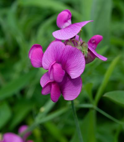 Lathyrus odoratus