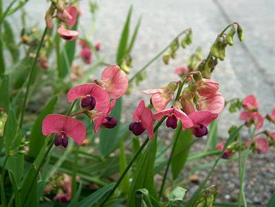 Lathyrus sylvestris
