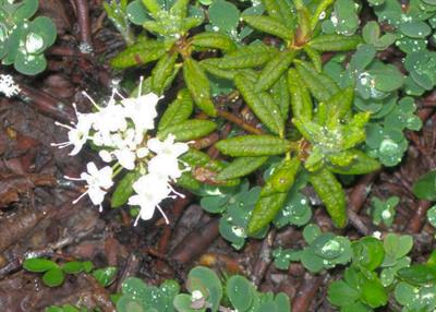 Bog Labrador Tea