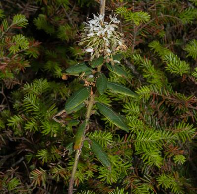 Labrador tea