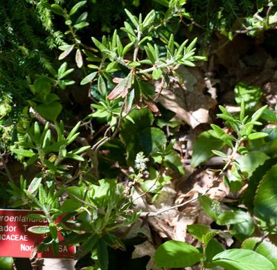 Ledum palustre، درختچه زینتی