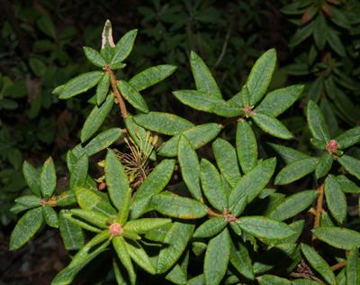 Ledum groenlandicum Oeder