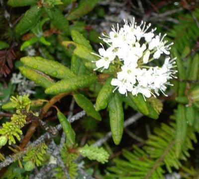 Bog Labrador Tea
