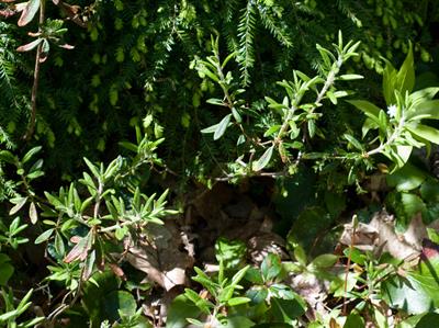 چای لابرادور