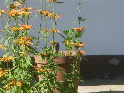Leonotis leonurus