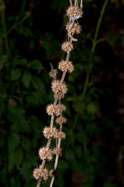 Leonurus cardiaca