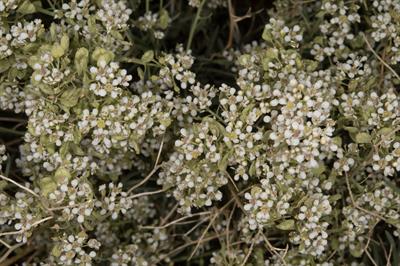 Lepidium montanum Nutt