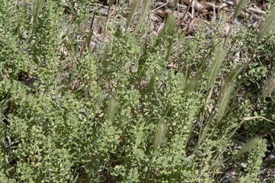 western peppergrass